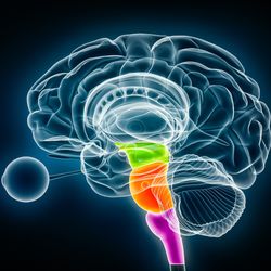 3D rendering of a brain connected to an eye facing to the left; the midbrain, pons, and medulla oblongata are highlighted in green, orange and pink