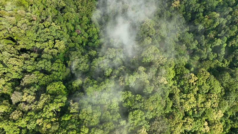 A birds eye view of a rainforest showing lush tress. There is a streak of mist hanging above them in the centre of the image. 