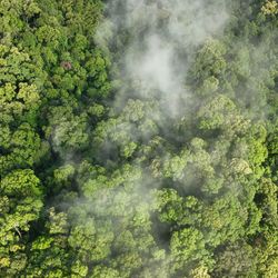 A birds eye view of a rainforest showing lush tress. There is a streak of mist hanging above them in the centre of the image. 