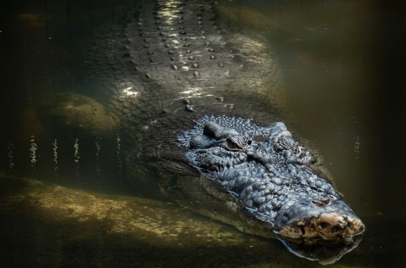 A very large male crocodile in a pool looking at the camera from the side. 