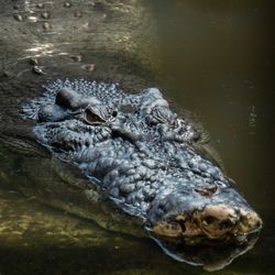 A very large male crocodile in a pool looking at the camera from the side. 