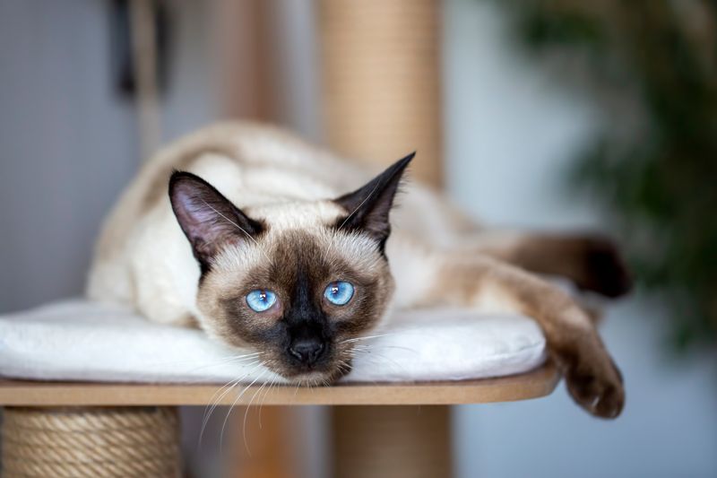 siamese cat lying on a cat tree and staring directly at the camera with pale blue eyes