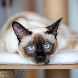 siamese cat lying on a cat tree and staring directly at the camera with pale blue eyes