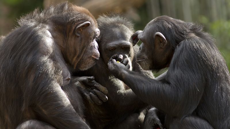 a group of chimpanzees talk it over in committee