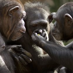 a group of chimpanzees talk it over in committee