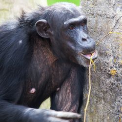 chimpanzee using twig as a tool to get termites out of a hole in a tree trunk