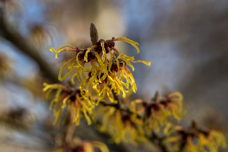 bright golden yellow flowers of chinese witch hazel hamamelis mollis with a blurred background