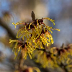 bright golden yellow flowers of chinese witch hazel hamamelis mollis with a blurred background