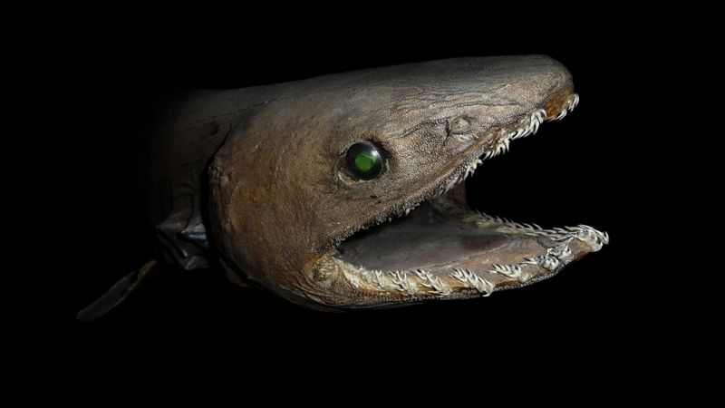 Chlamydoselachus anguineus head