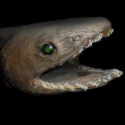 Chlamydoselachus anguineus head