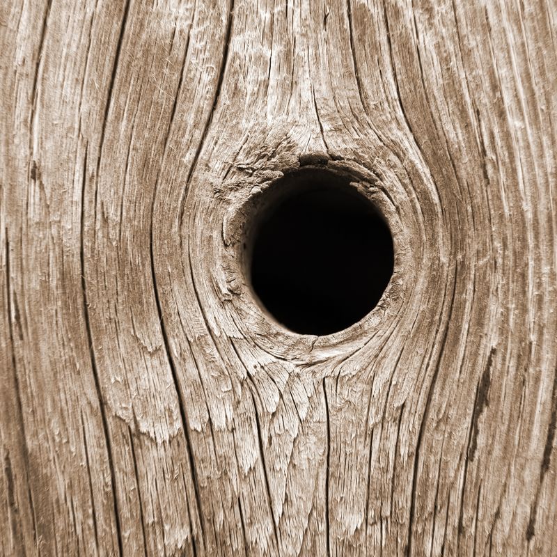 Close-up photograph of a black round hole in a tree trunk