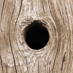 Close-up photograph of a black round hole in a tree trunk