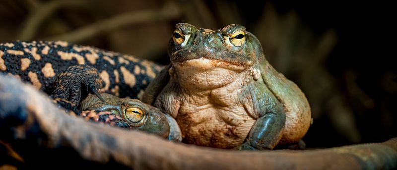 two colorado river toads, large green toads with light beige bellies and yellow eyes, are visible next to the legs and tail of a black and beige lizard