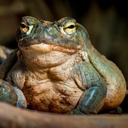 two colorado river toads, large green toads with light beige bellies and yellow eyes, are visible next to the legs and tail of a black and beige lizard