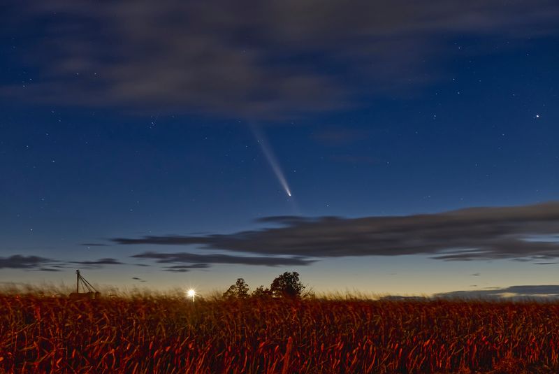 Comet Tsuchinshan-ATLAS in the night sky, streaking through dark blue sky that is lighter towards the ground, with red-toned foliage in the foreground