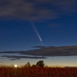 Comet Tsuchinshan-ATLAS in the night sky, streaking through dark blue sky that is lighter towards the ground, with red-toned foliage in the foreground