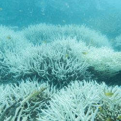 Coral bleaching like this often leads to death of the corals, and it is becoming more widespread than ever before.