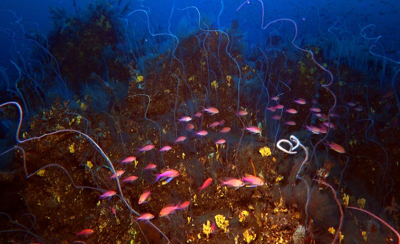 Corals and pink fish in the underwater lava of the Tajogaite volcano in La Palma