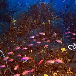 Corals and pink fish in the underwater lava of the Tajogaite volcano in La Palma