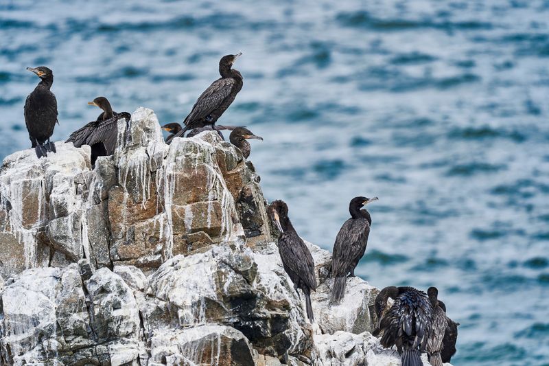 cormorants sitting on a rock with the sea in the background; the rock is covered in white guano