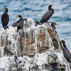 cormorants sitting on a rock with the sea in the background; the rock is covered in white guano