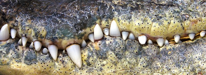 The teeth and sides of the jaw of either a crocodile or an alligator very close up.