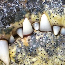 The teeth and sides of the jaw of either a crocodile or an alligator very close up.