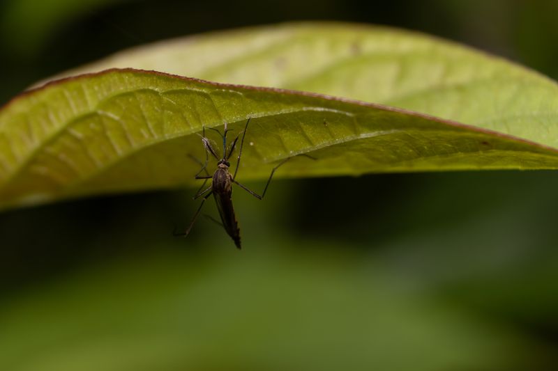 close-up of Culex quinquefasciatus mosquito on the underside of a leaf