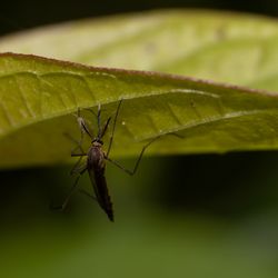 close-up of Culex quinquefasciatus mosquito on the underside of a leaf