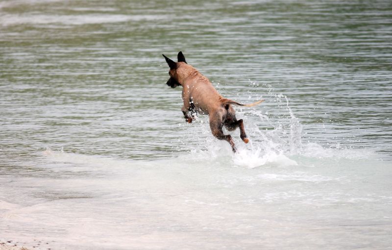 Dadu the shark-hunting dog jumping over waves