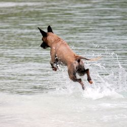 Dadu the shark-hunting dog jumping over waves