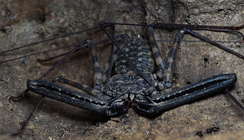 Black arachnid in a stone area. The creature has folded front pedipalps and six legs. It also has long thin antenna like "whips" around its head.