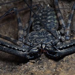 Black arachnid in a stone area. The creature has folded front pedipalps and six legs. It also has long thin antenna like "whips" around its head.