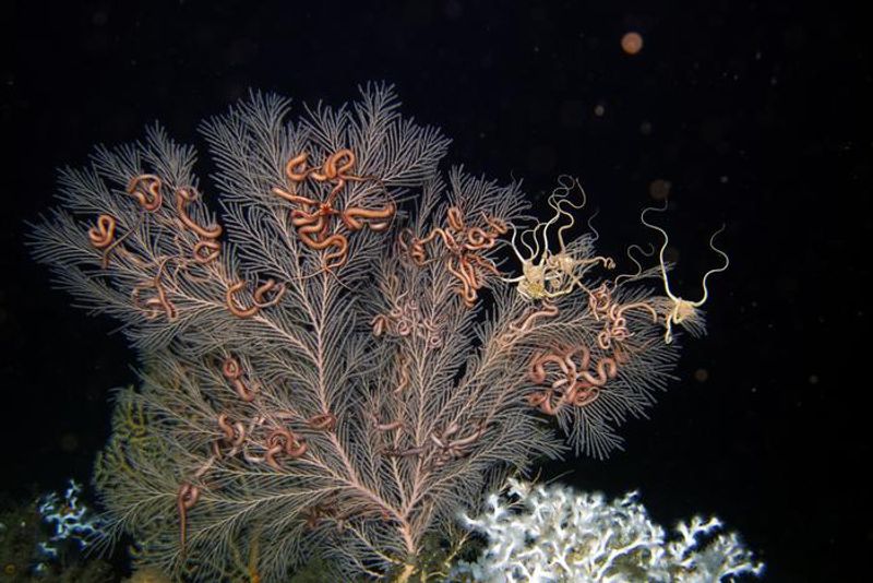 deep-sea coral Callogorgia delta and pink-coloured brittle stars in the Gulf of Mexico