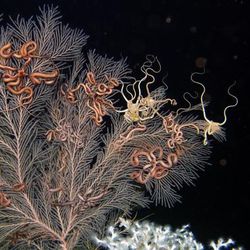 deep-sea coral Callogorgia delta and pink-coloured brittle stars in the Gulf of Mexico