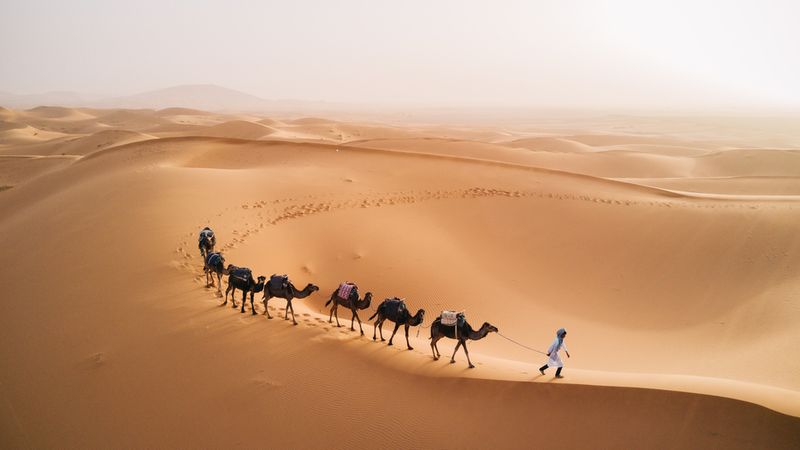 Tuareg with camels walk thru the desert on the western part of The Sahara Desert in Morocco. The Sahara Desert is the world's largest hot desert.