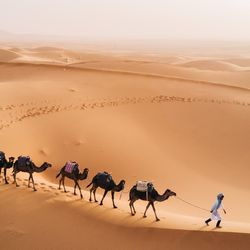 Tuareg with camels walk thru the desert on the western part of The Sahara Desert in Morocco. The Sahara Desert is the world's largest hot desert.