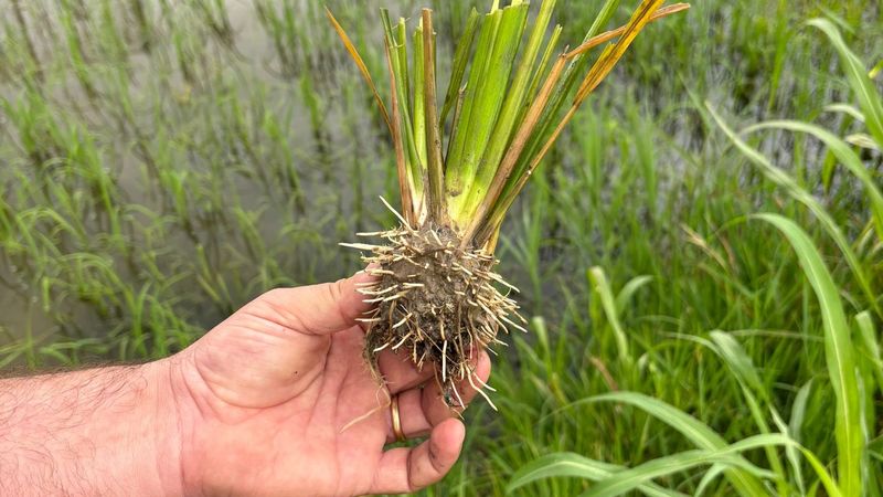 A man holds a plant of rice. Its roots and leaves have been cut off