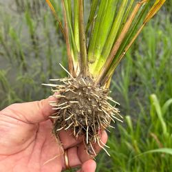 A man holds a plant of rice. Its roots and leaves have been cut off