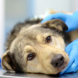 large sandy and grey dog lying on examination table while vet examines it; vet's hands are visible, they are wearing blue gloves