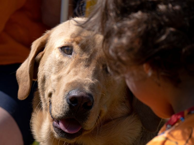 Dog gazing at a child.