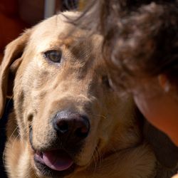 Dog gazing at a child.