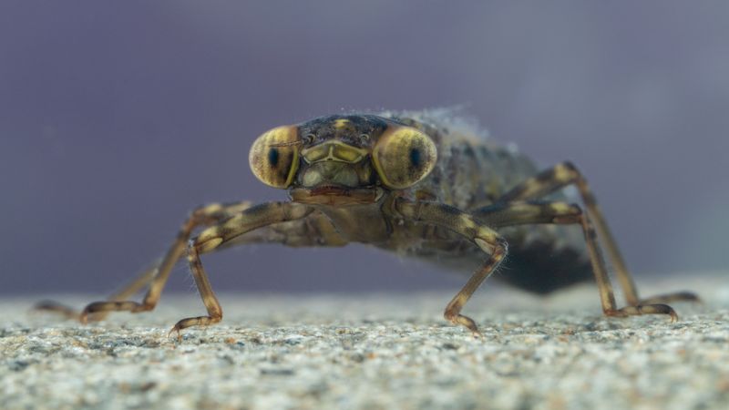 Small brown and green dragonfly nymph underwater with a very wide head and big eyes. 