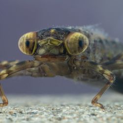 Small brown and green dragonfly nymph underwater with a very wide head and big eyes. 