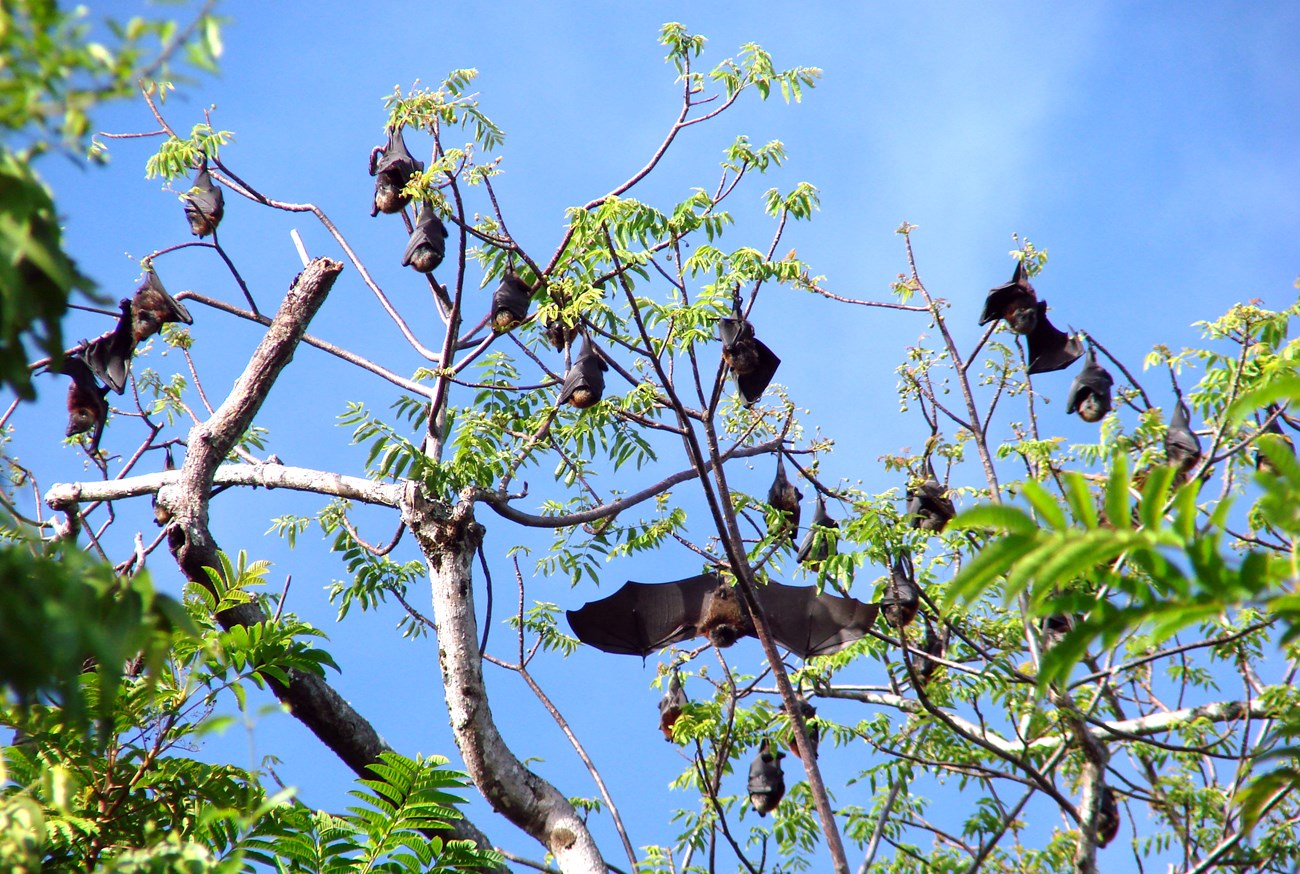 Fruit bats roosting during the daytime.