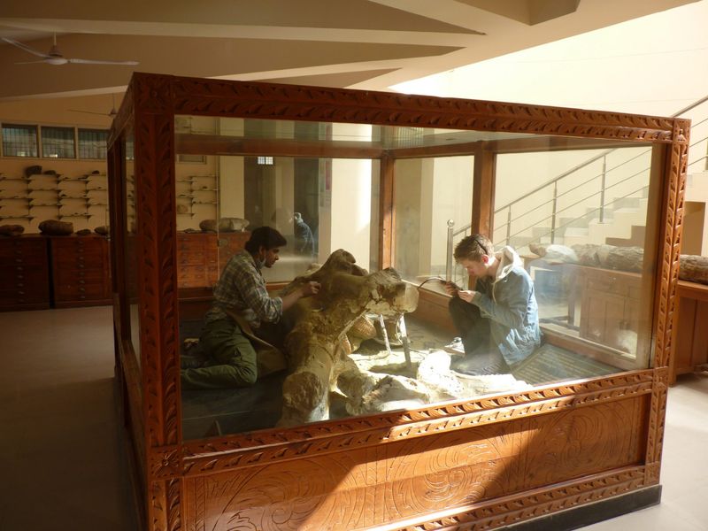 Two researchers sit either side of a giant ancient elephant skull inside a glass display case in a museum. The case is wooden bottomed with fancy wooden sides. The sunlight is falling onto the case. 