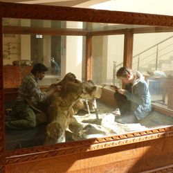 Two researchers sit either side of a giant ancient elephant skull inside a glass display case in a museum. The case is wooden bottomed with fancy wooden sides. The sunlight is falling onto the case. 