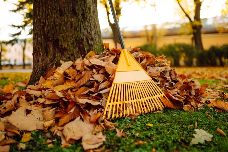 Raking autumn leaves from the lawn in the autumn park