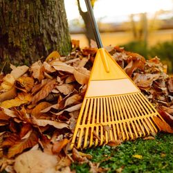 Raking autumn leaves from the lawn in the autumn park