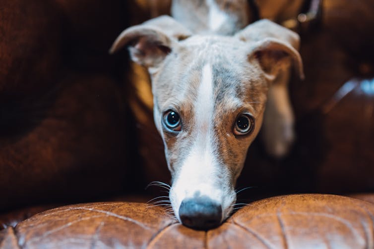 Whippet lays on sofa and looks up at the camera